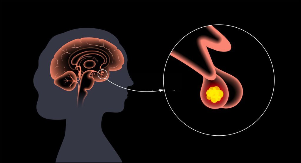 Pituitary Gland Location