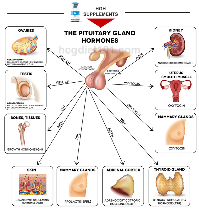 How HGH Booster Works