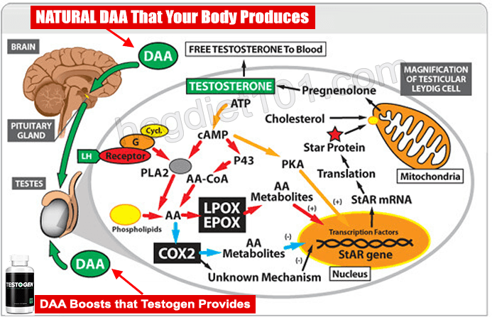 The Mechanism of D-Aspartic Acid