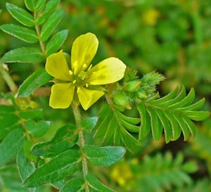 Tribulus terrestris